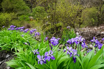 Crédence de cuisine en plexiglas Iris iris in the wild