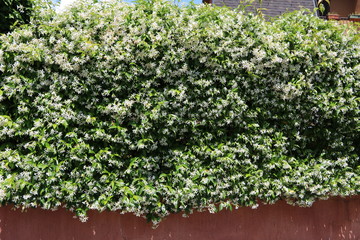 White flowering garden hedge of Jasminum officinale at Lake Maggiore, Italy 