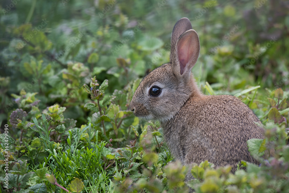 Poster a side profile portrait of a young wild rabbit sitting in a field looking alert
