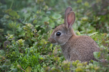 Naklejka na ściany i meble A side profile portrait of a young wild rabbit sitting in a field looking alert