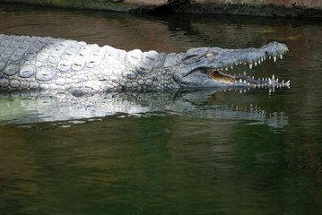 Ferme des crocodiles de Pierrelatte : Amphibiens et sauriens (Drôme-France)