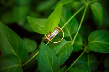 Two gold wedding rings hangs on branch with emerald leaves.