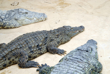 Ferme des crocodiles de Pierrelatte : Amphibiens et sauriens (Drôme-France)