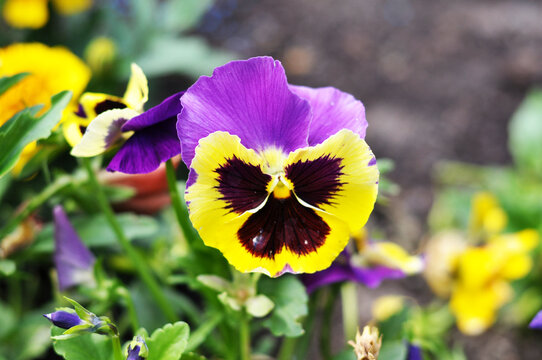 pansy flower - bratek