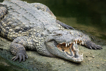 Obraz premium Ferme des crocodiles de Pierrelatte : Amphibiens et sauriens (Drôme-France)