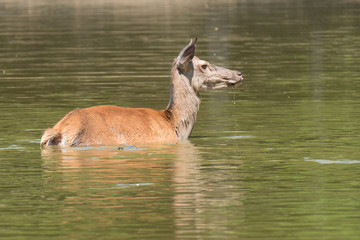biche cerf gibier eau étang baignade bain chaleur chaud lac mammifère animal