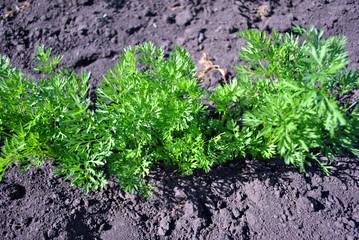 Carrot plant growing in black earth, organic farming, close-up