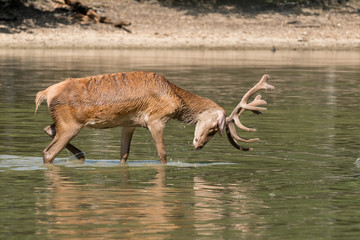 cerf cervidé bois velour chasse gibier eau étang baignade bain nature sauvage roi forêt se...