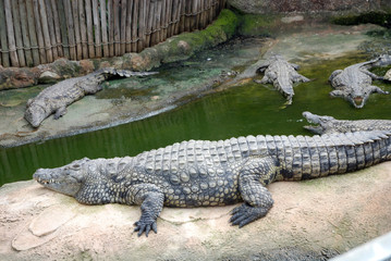 Ferme des crocodiles de Pierrelatte : Amphibiens et sauriens (Drôme-France)