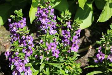 Purple Angelonia angustifolia in summer, Italy