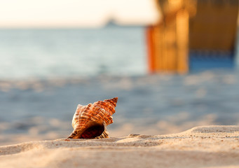 Muschel am Strand Hintergrund © tanja_riedel