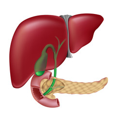 Liver, gallbladder and bile production and passage, unlabeled. 