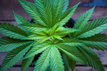 Fototapeta na wymiar seedling of cannabis in planting pot