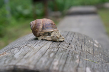 Garden snail on an old log
