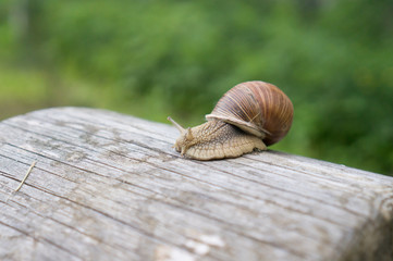 Garden snail on an old log