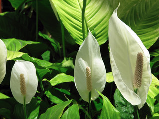 Spathiphyllum