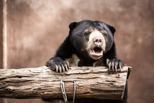 Malayan Sun Bear (Helarctos malayanus)