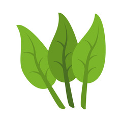 three leaves icon image