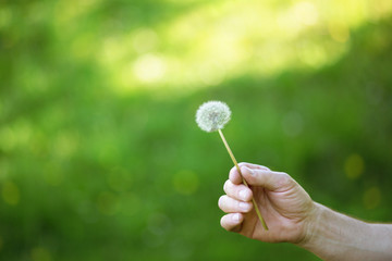Dandelion flower over vivid green grass background. Man holding white dandelion ready to blow. Summer dandelion in man's hand against nature park outdoor.