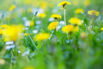 Dandelions on vivid green grass with chamomiles. Summer nature outdoor with yellow dandelions and white daisy