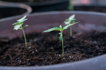 seedling of cannabis in planting pot