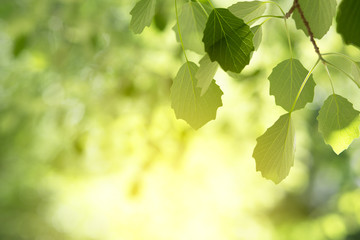 Beautiful spring nature background with poplar foliage