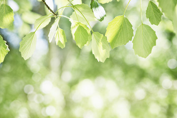 Beautiful spring nature background with poplar foliage