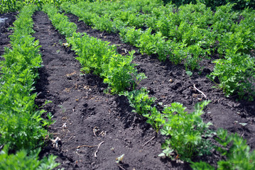 Fototapeta na wymiar Carrot plant growing in black earth, organic farming, rows in the field, closeup