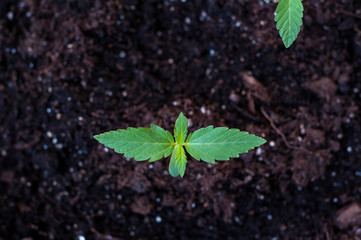 seedling of cannabis in planting pot