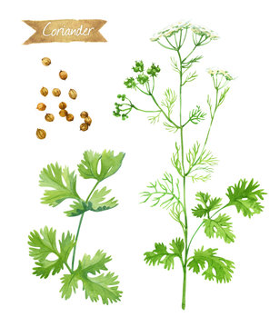 Coriander plant with flowers,  leaves and seeds isolated on white watercolor illustration