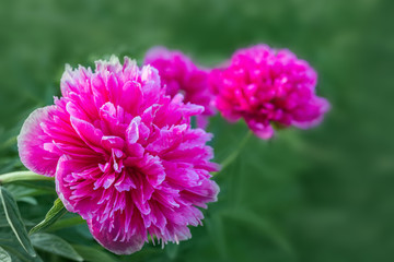 The blossoming red peony in the city alley
