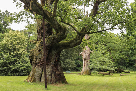 Lech, Czech and Rus - ancient oaks in Rogalin Landscape Park