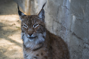 Portrait of a young lynx at the zoo