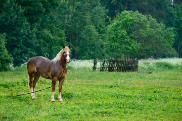 Fototapeta na wymiar horse in the countryside