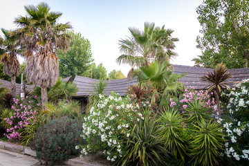 Cottages overgrown with palm trees on the coast of France