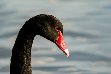 Fototapeta premium Black Swan