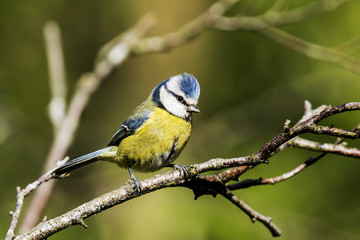 Blue-tit on a Branch