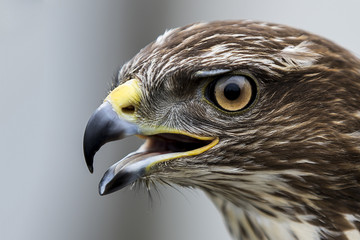 Buzzard Close up