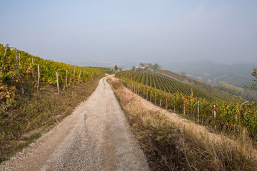 Fototapeta na wymiar Langhe, vineyard in Piemonte