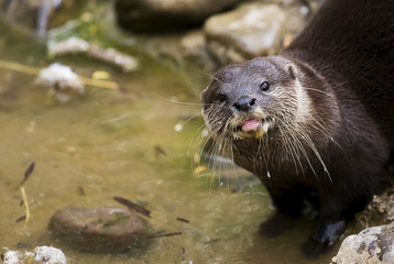 European Otter