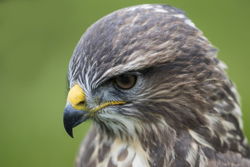 Buzzard Watching Prey