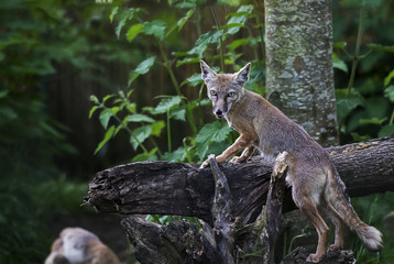 Fennec Fox on a Log