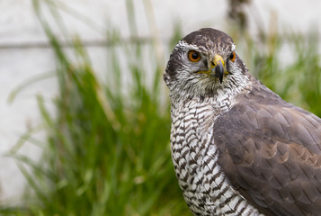 Goshawk Stare