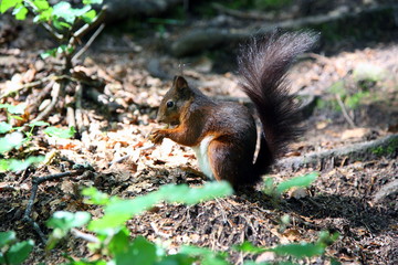 Eichhörnchen