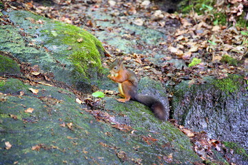 Eichhörnchen