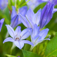 close-up blue Cornflower tritium bouquet