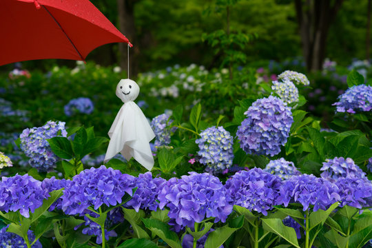 紫陽花 てるてる坊主 赤い傘 Stock 写真 Adobe Stock