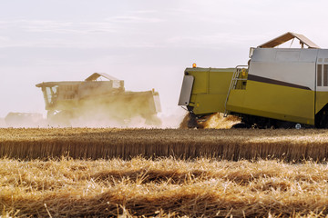 Harvesting of wheat fields in summer