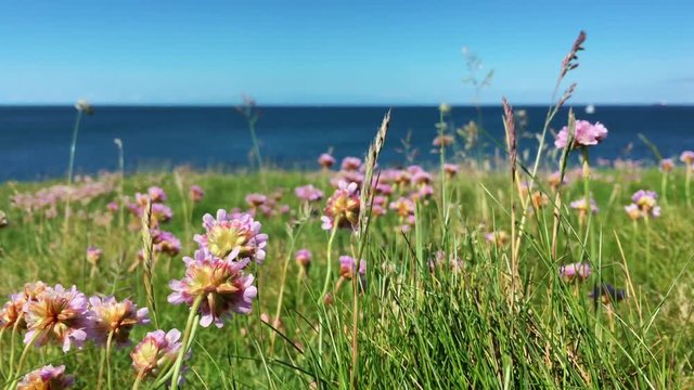 Flowers and coastline pretty background with pink flowers