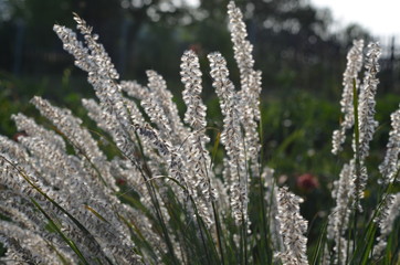 Колосья перловника Жакемонта Melica jacquemontii 